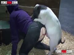 Bestiality xxx pussy penetration is pleasurable for pet pig lover